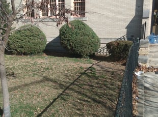 Bush Trimming by Tyrone Wilkins for Michael D. in Washington, DC