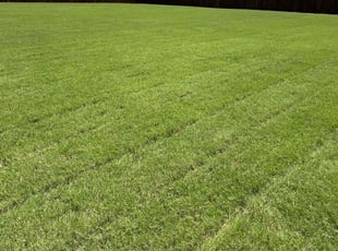 Tom M.'s Lawn Mowing Service service result