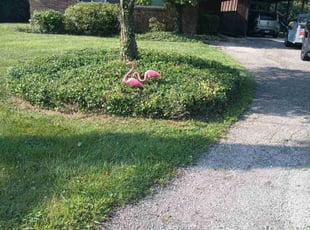 Bush Trimming by Teance Godfrey for Alison R. in Cincinnati, OH