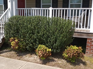 Bush Trimming by Johnny Richardson for P S. in Richmond, VA