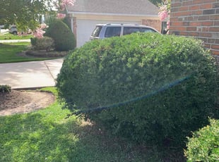 Bush Trimming by Zyren Lopez for Emery W. in Slidell, LA