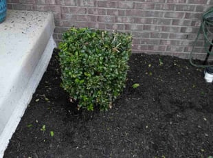 Bush Trimming by Dimitri Sharp for Duane J. in Brandywine, MD
