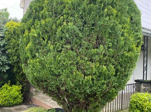 Bush Trimming by Jhon Reyes for Elizabeth R. in Philadelphia, PA