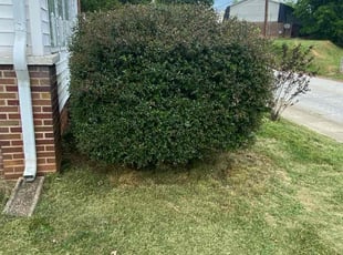 Bush Trimming by Kea Jarvis for Jason B. in Lexington, NC