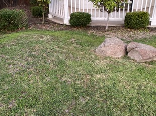Bush Trimming by Anthony Miguel for Cristina L. in Clovis, CA