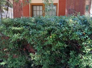 Bush Trimming by Jeremy Partaine for William W. in Memphis, TN