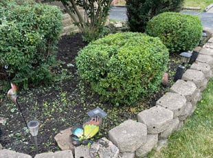 Marquita F.'s Bush Trimming service result
