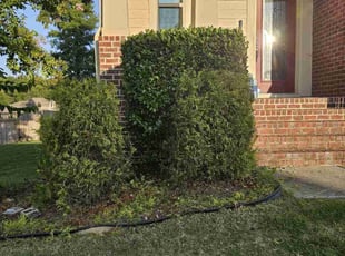 Bush Trimming by Gavarius Villines for Andrew L. in Raleigh, NC