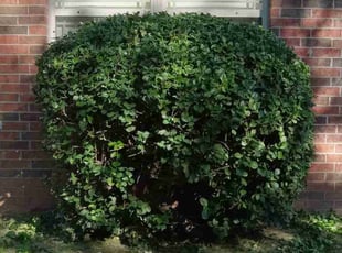 Bush Trimming by Anthony West for Mandy C. in Tulsa, OK