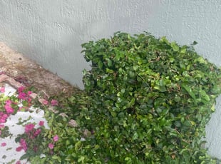 Bush Trimming by Charles Walton for Thomas L. in Boynton Beach, FL