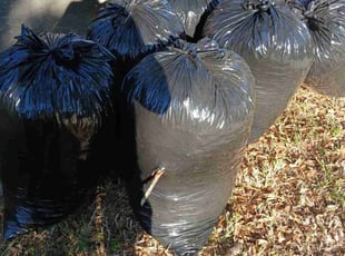 Leaf Removal by James Stuckey for Victoria C. in Ocoee, FL