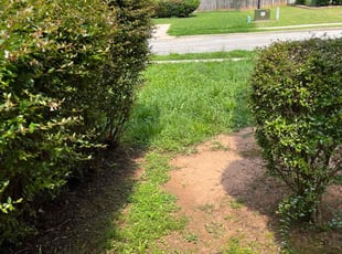 David T.'s Bush Trimming service result