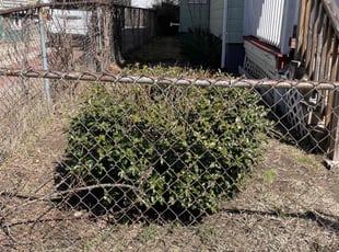 Bush Trimming by Terrance Robinson for Barbara L. in Springfield, MA