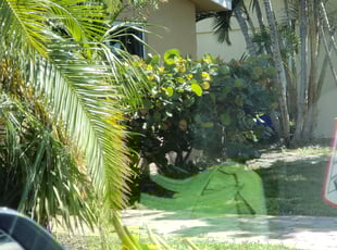 Bush Trimming by Dustin Yaklin for Robert L. in Deerfield Beach, FL