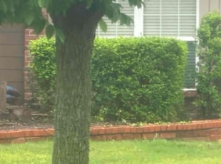 Bush Trimming by Leray Thornton for Rona W. in Edmond, OK