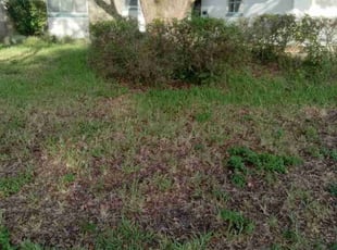 Bush Trimming by Alonzo Allen for Melissa C. in Orlando, FL