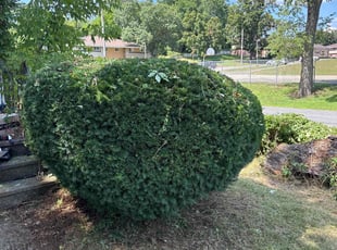 Orlando C.'s Bush Trimming service result