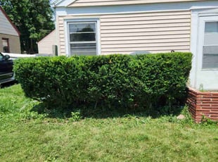 Bush Trimming by Ronnie Anderson for Dominick O. in West Allis, WI