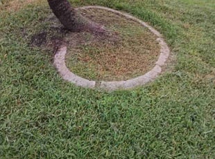 Weeding by Sidney Gleason Jr for Deirdre P. in Harvey, LA