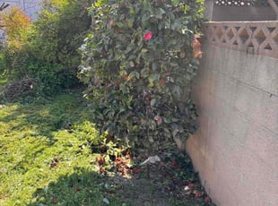 Bush Trimming by Fernando Gomez Rodriguez for Han V. in La Habra, CA