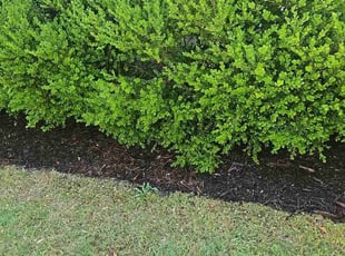 Mulching by Manuel Solis Soto for Sreeja R. in Allen, TX