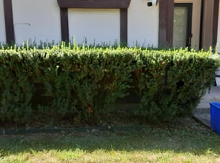 Weeding by Julio Almestica for Raelyn P. in Kansas City, MO