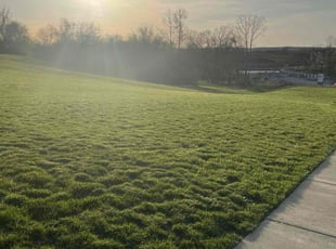 Haleigh F.'s Yard Cutting service result