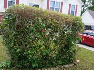Bush Trimming by Lamona Burnett for Chunte B. in Hampton, GA