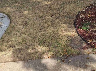 Leaf Removal by Teshna Esparza for Christopher H. in Hurst, TX