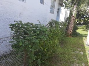 Bush Trimming by Roberto Hernandez for Stephanie A. in West Palm Beach, FL