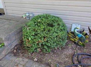 Bush Trimming by Angel Aguilar Lopez for John O. in Burnsville, MN