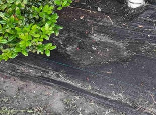 Weeding by Warren Thomas for Emily W. in New Orleans, LA
