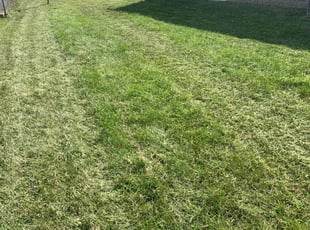 Anna R.'s Grass Cutting service result