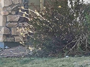 Bush Trimming by Corey Libert for Sarah H. in Colorado Springs, CO