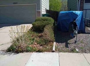 Bush Trimming by Jay Bradley for Jon B. in Colorado Springs, CO
