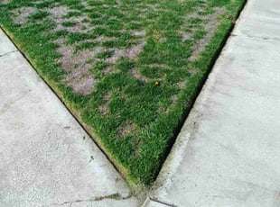 Gregory E.'s Lawn Maintenance service result