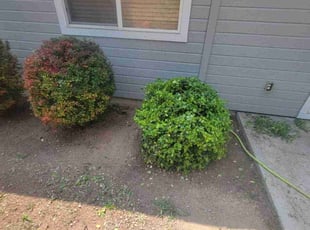 Bush Trimming by Delbert Jones for Constance C. in Meridian, ID