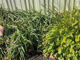 Weeding by Bryan Crowder for Paul F. in Newark, DE