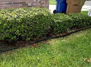 Bush Trimming by Melecio Rivera for Jason L. in Corpus Christi, TX