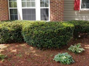 Bush Trimming by David Koglin for Ty A. in Indianapolis, IN