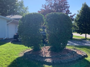 Bush Trimming by Manuel Fraire for sergio b. in Schaumburg, IL