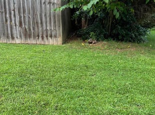 Tony P.'s Lawn Mowing service result