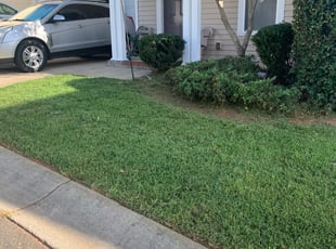 Bush Trimming by Erin Straughn for Kareem H. in Charlotte, NC