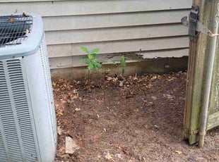 Robert R.'s Leaf Removal service result