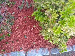 Mulching by Michael Guardino for Andre G. in Bridgeport, CT