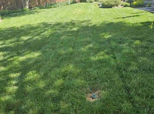 Andie S.'s Lawn Service service result