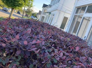 Bush Trimming by Micro Ventry for Ross C. in New Orleans, LA