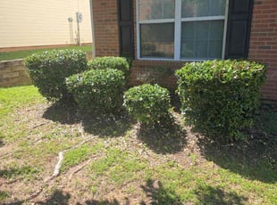 Charles H.'s Bush Trimming service result
