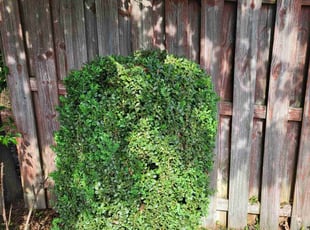 Bush Trimming by Preston Sullivan for Mary C. in Elgin, SC
