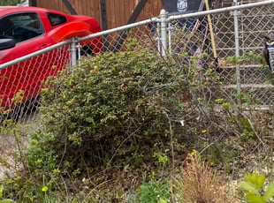 Bush Trimming by Stevo Lee for William N. in East Riverdale, MD